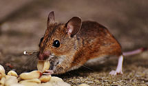 24 Hour & Emergency Exterminators in N Little Rock, AR